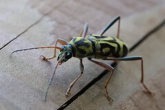 タケトラカミキリ　産卵してたみたい