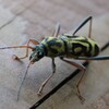 タケトラカミキリ　産卵してたみたい