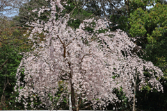 筆山　さくら