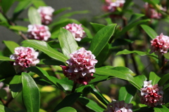 佐川　牧野公園　ジンチョウゲ