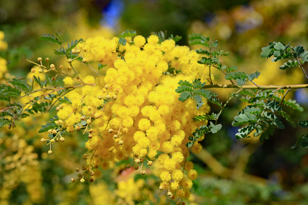 牧野植物園 フサアカシア(ミモザ)
