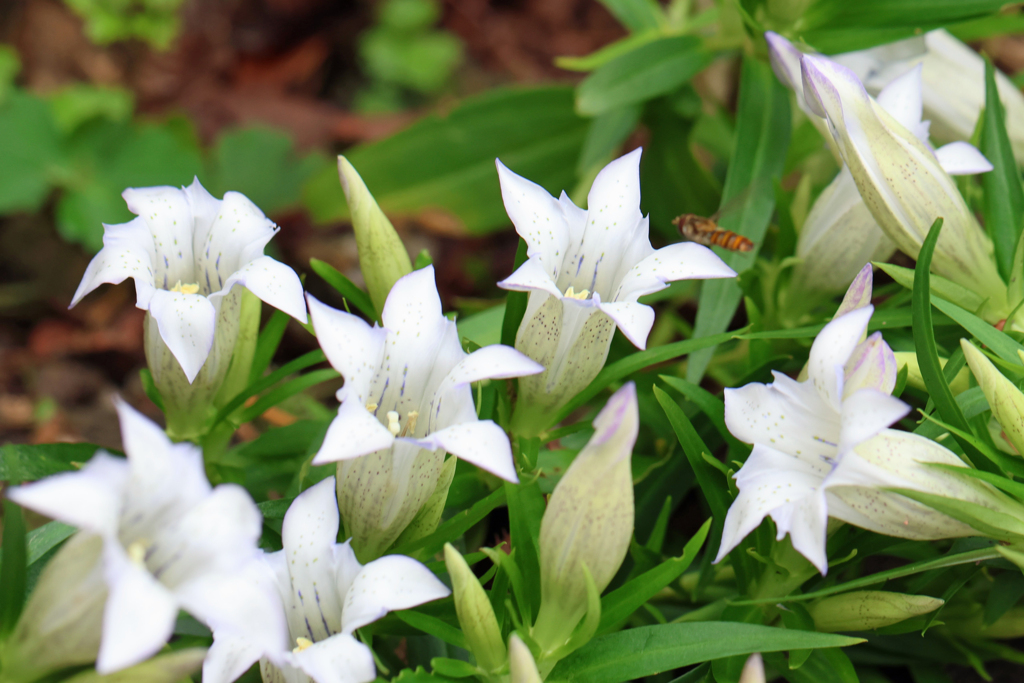 白いリンドウいっぱい。ほぼ満開です。
