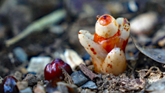 やっこさんと初対面