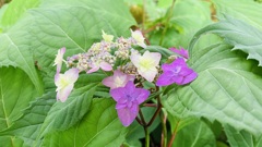 牧野植物園にて。