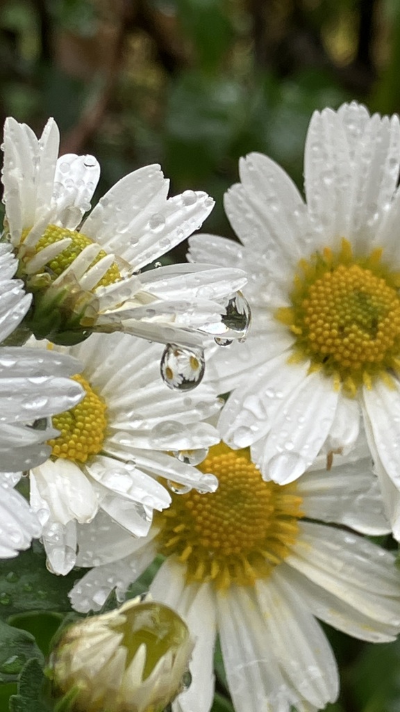 雨の植物園 5