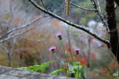 牧野公園　アザミ３姉妹