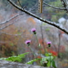 牧野公園　アザミ３姉妹