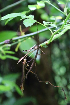 私にはただの枝にしか(汗)