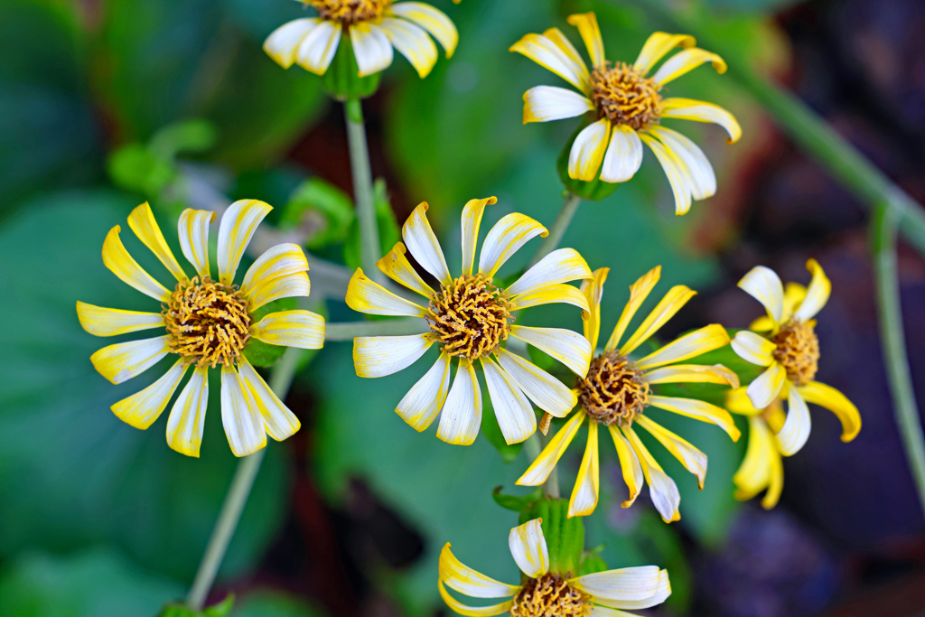 高知県立牧野植物園 ツワブキ