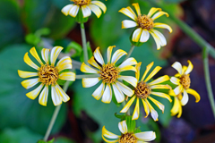 高知県立牧野植物園 ツワブキ