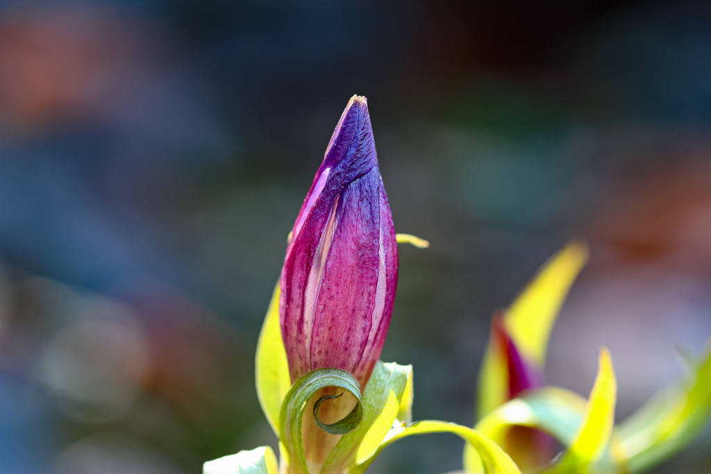 真冬なのに元気なリンドウのツボミ