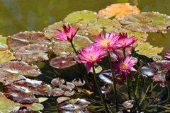 高知県立牧野植物園３