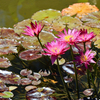 高知県立牧野植物園３