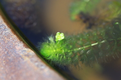 牧野植物園　ムジナモの開花に遭遇