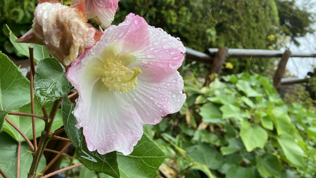 雨の植物園 8