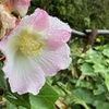 雨の植物園 8