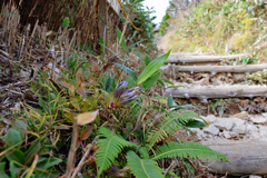 石鎚山 山頂へのアタック8 
