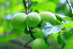 (津野町)公園の梅がいっぱい実ってます。アタリ年かな？