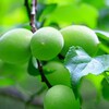 (津野町)公園の梅がいっぱい実ってます。アタリ年かな？