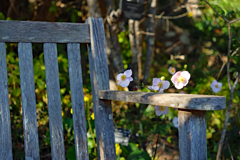 シュウメイギク