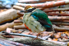 子供の楽園　ワンパーク高知６