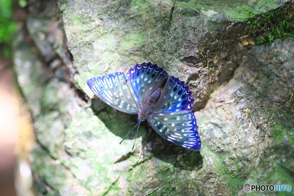 佐川町 牧野公園 スミナガシ