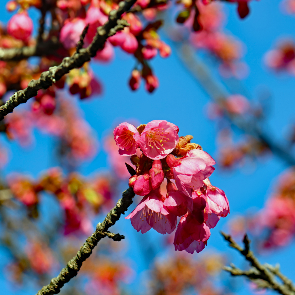 高知県立牧野植物園 カンヒザクラ