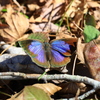 甫喜ヶ峰森林公園 ムラサキシジミ