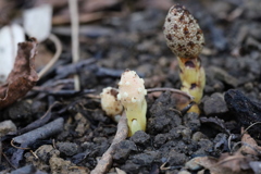 牧野植物園 キイレツチトリモチ