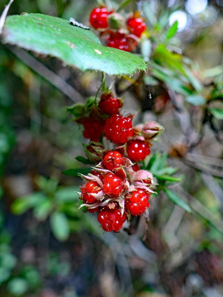 仁淀川町 安居渓谷 フユイチゴ