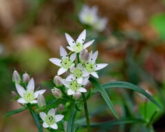 センブリも満開です。