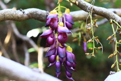 高知　牧野植物園　トビカズラ