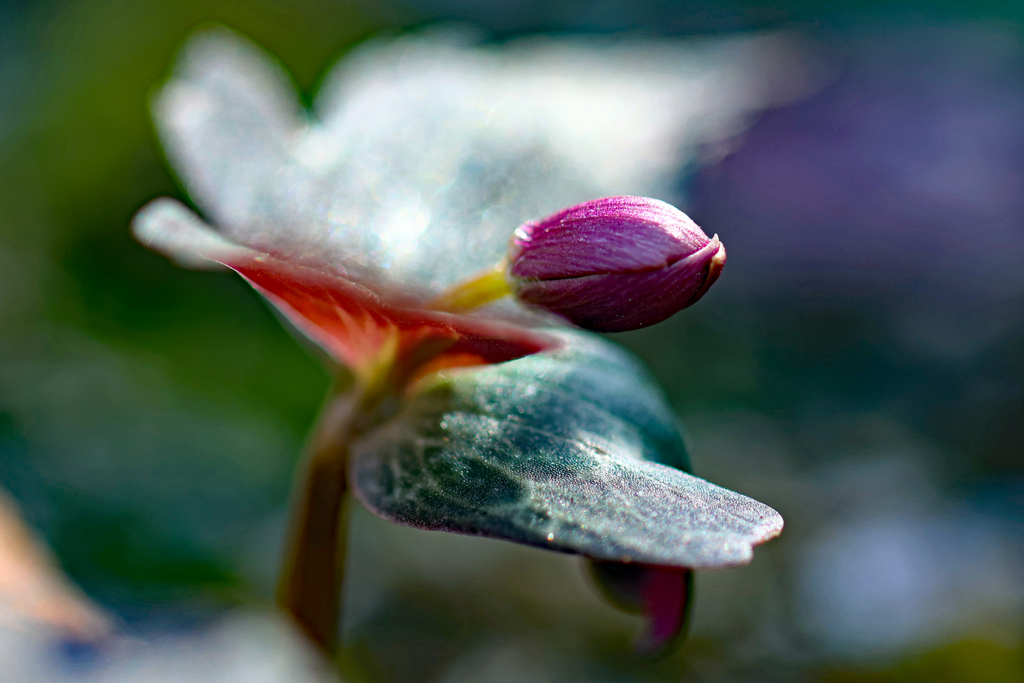 一番先に咲きそうなユキワリイチゲ