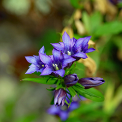 リンドウいっぱい。ほぼ満開です。