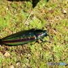 佐川町 牧野公園 タマムシだぁ～