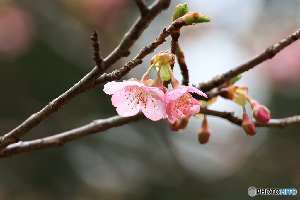 佐川 牧野公園 ○○さくら(冷汗)
