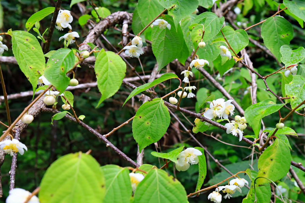 マタタビの花