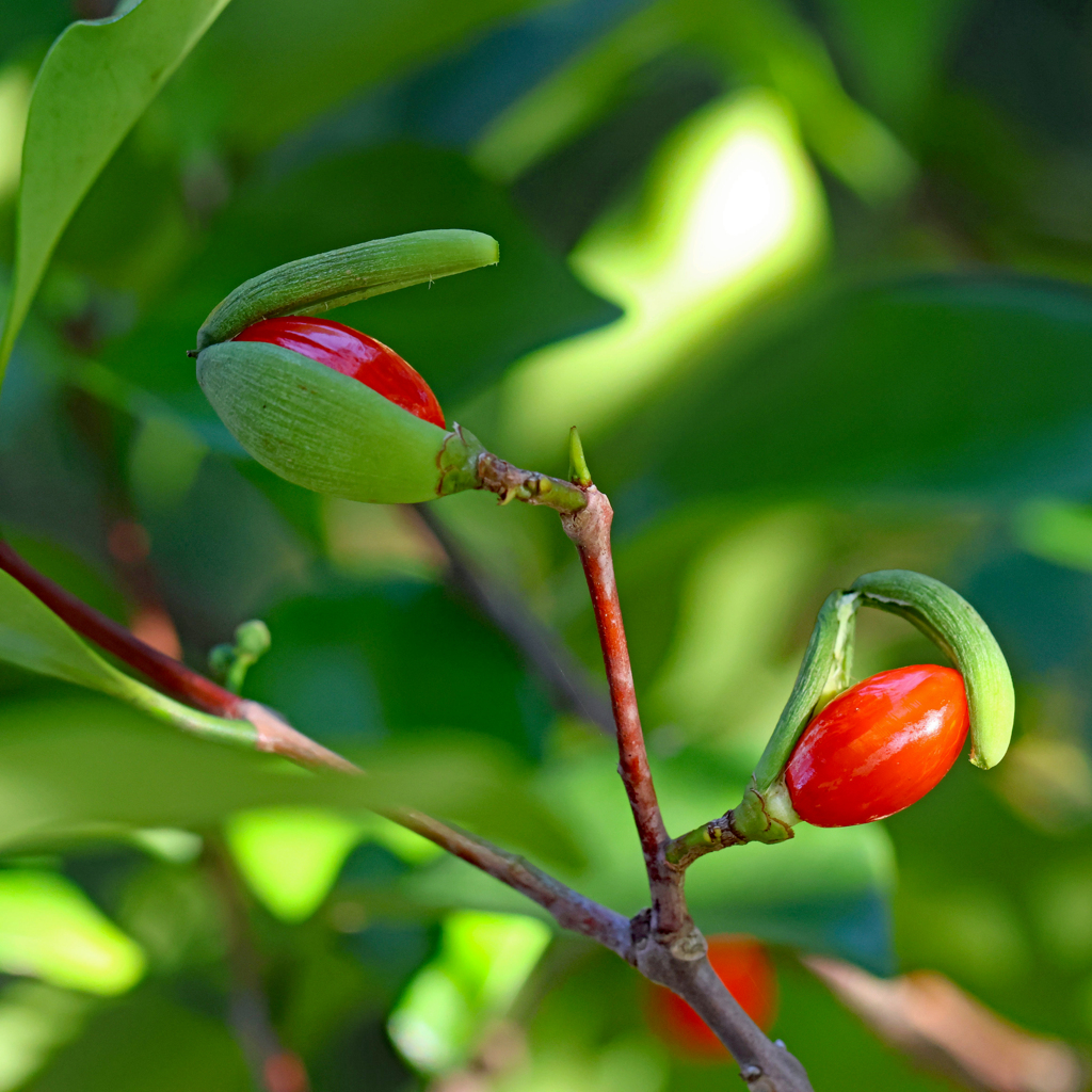 高知県立牧野植物園 モクレイシの実