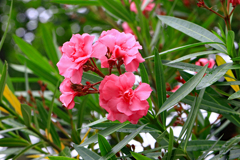キョウチクトウの花