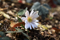 佐川　牧野公園　ユキワリイチゲ 