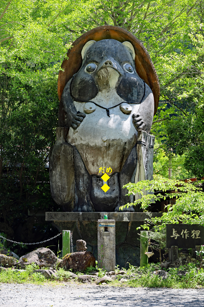 高知県津野町でバッタリ与作狸と遭遇