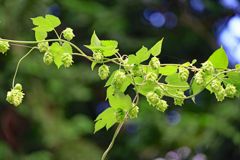 みんな大好き。?  ホップ みんな大好き。?  ホップ