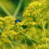 高知県立牧野植物園　青蜂