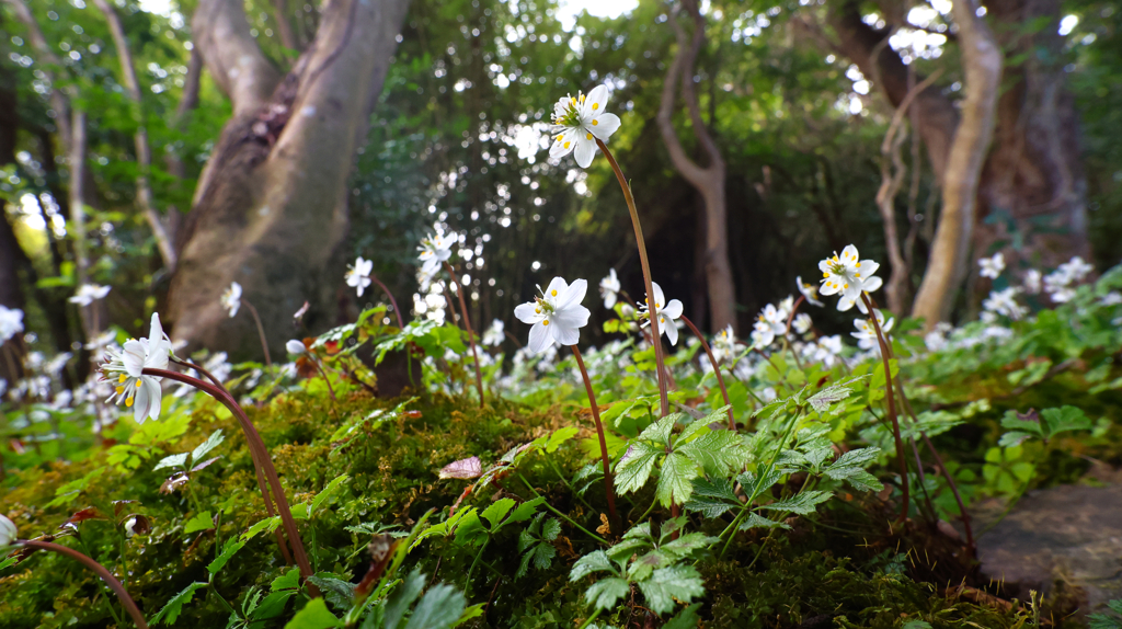 高知県立牧野植物園　バイカオウレン