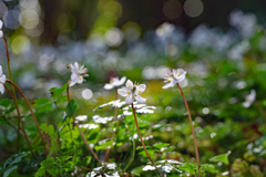 高知県立牧野植物園 ほぼ満開のバイカオウレン