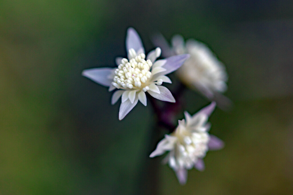 セリバオウレン