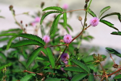 牧野植物園　オジギソウの花