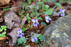 佐川 牧野公園 ○○すみれ？(汗)