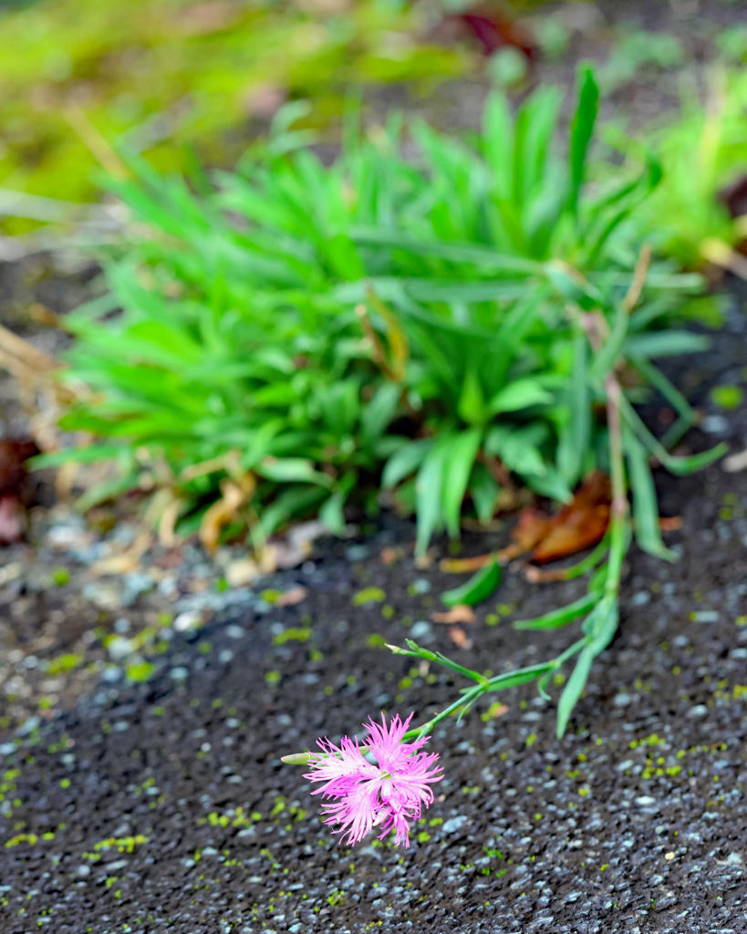 ど根性カワラナデシコ