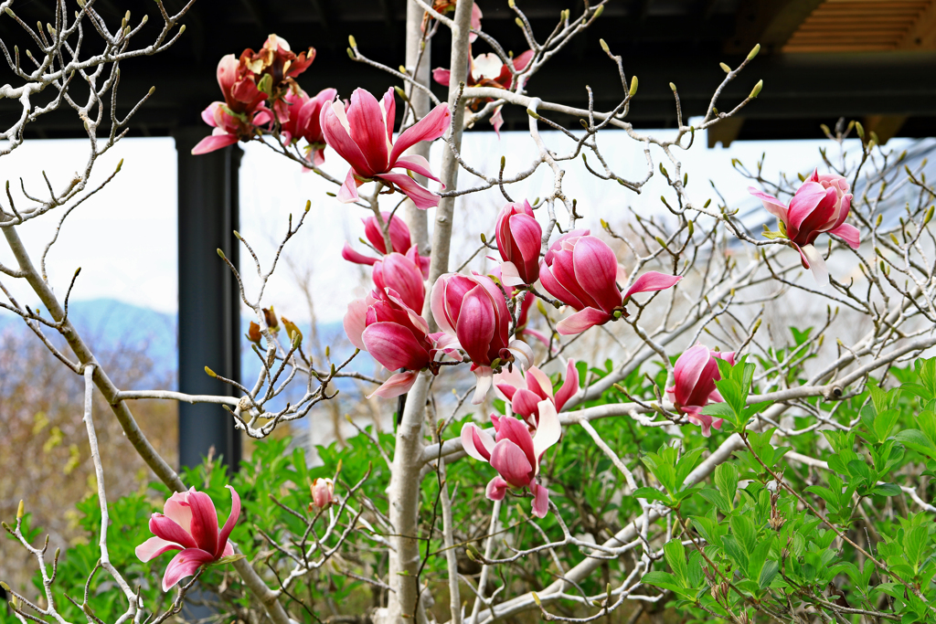 高知県立牧野植物園　紫モクレン
